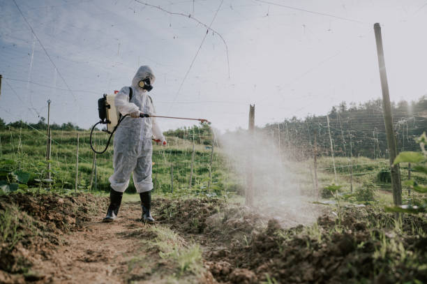 Best Local Pest Control Services  in Novato, CA
