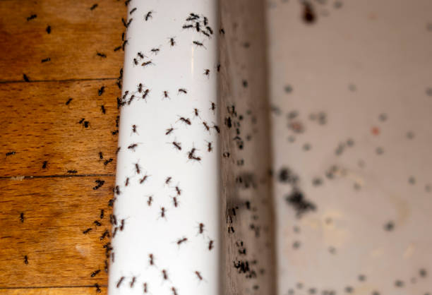 Best Termite Control Services  in Novato, CA